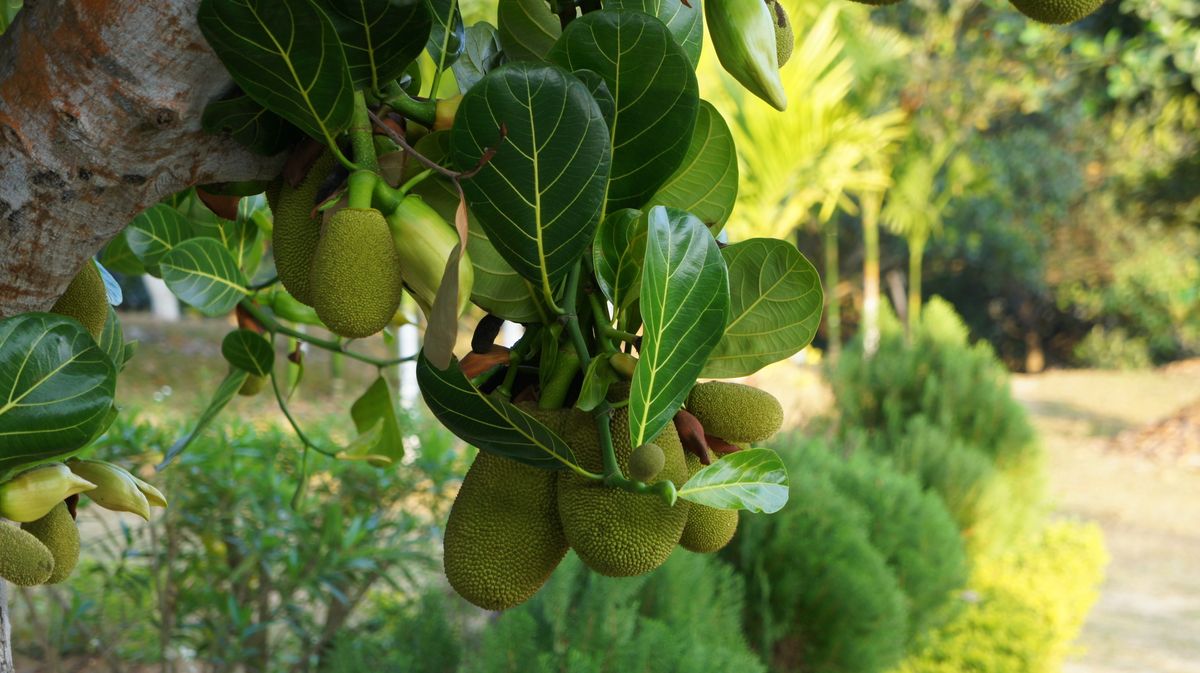 Jack Fruits