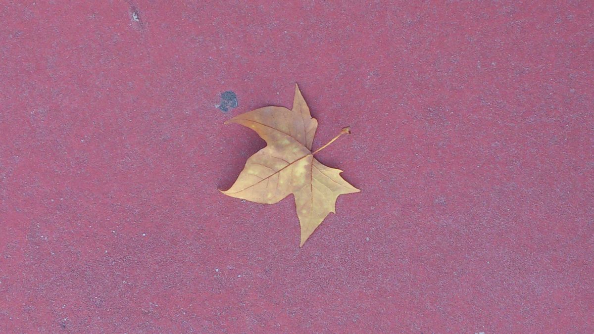 hoja en la calle otoño