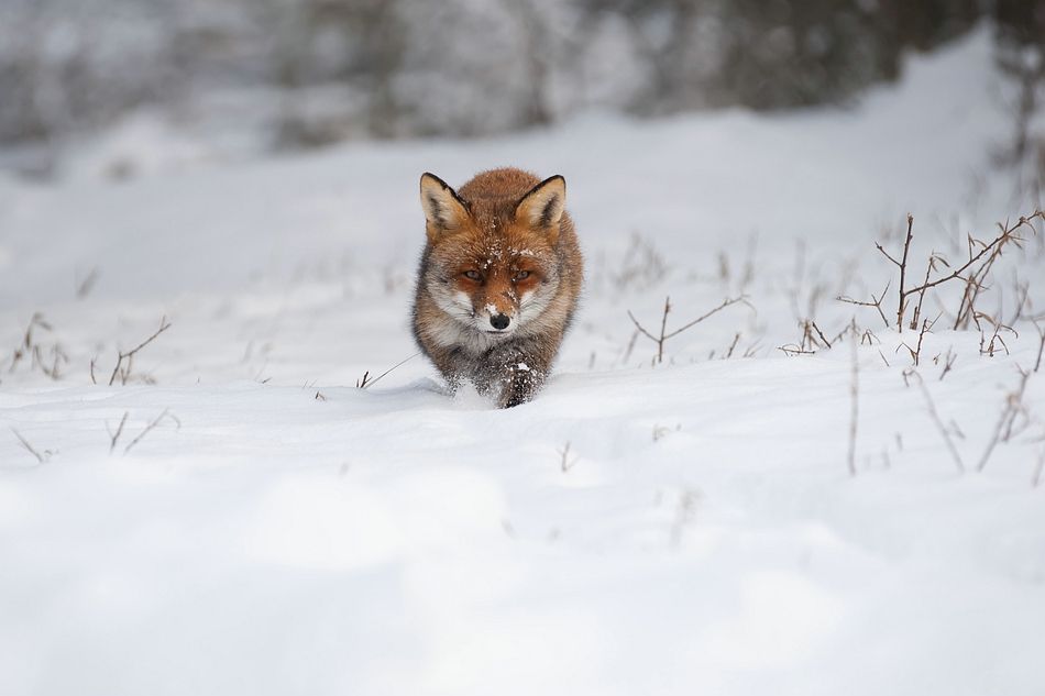 fox in the snow