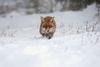 fox in the snow