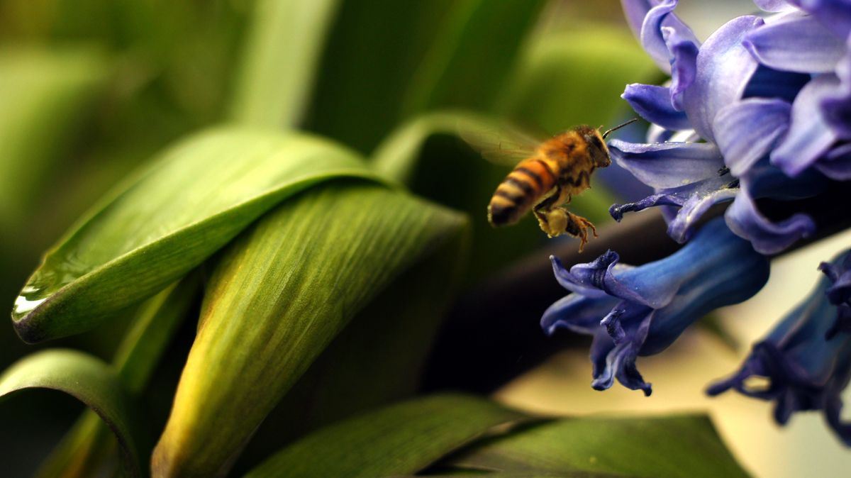 Working bee with pollen-boots in our backyard.