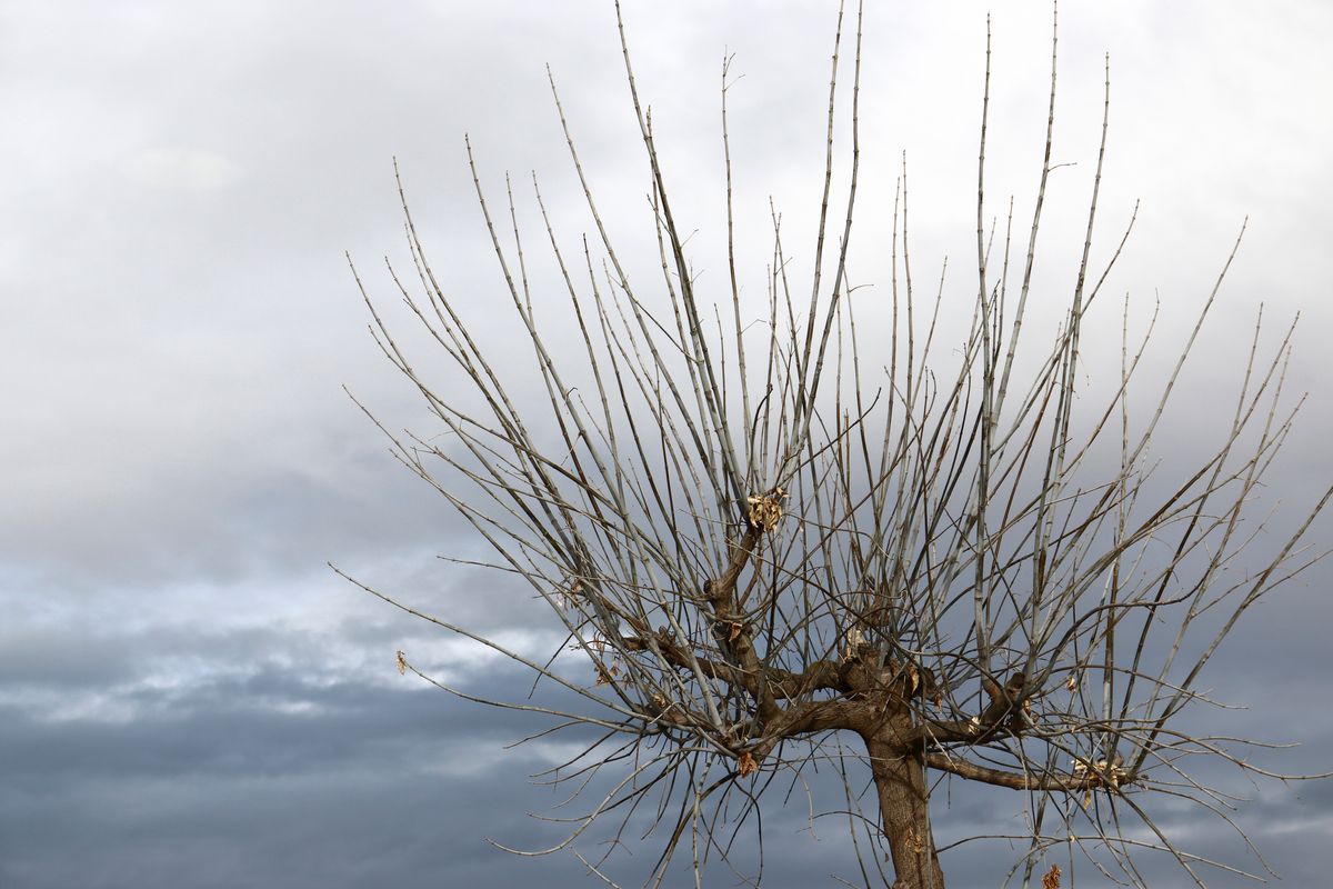 ARBRE D'HIVERN