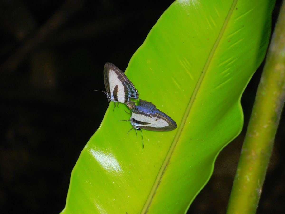 mating butterflies