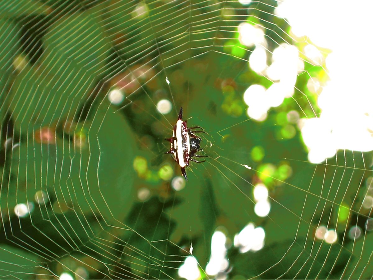 Spider in a web