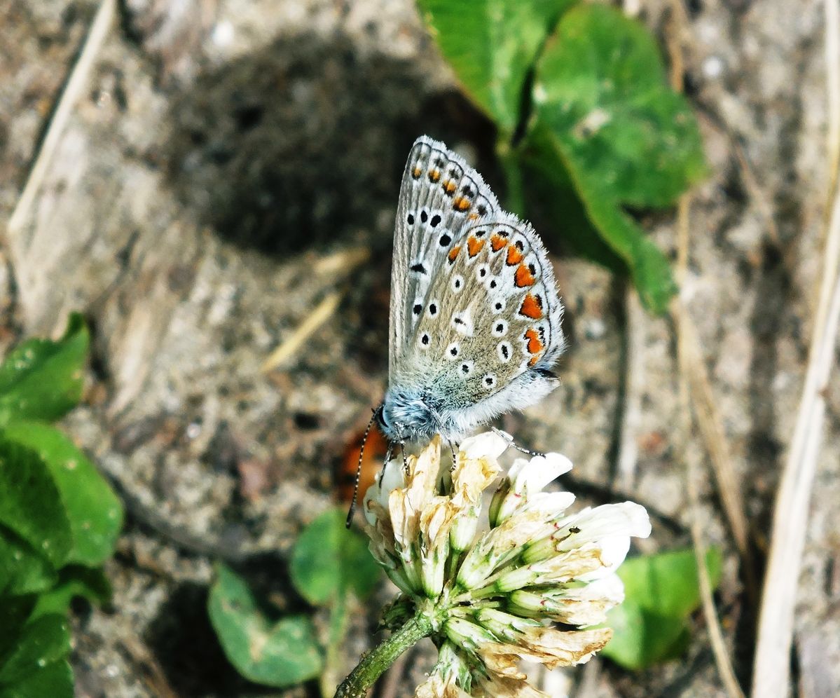 vlinder in de zon!!