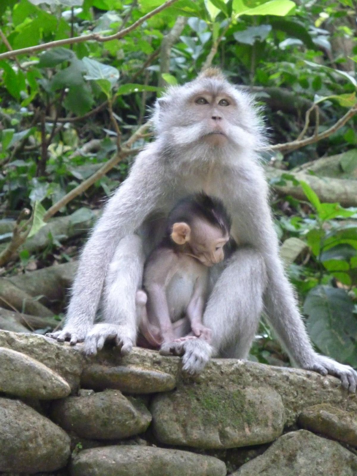 monkey love @Bali