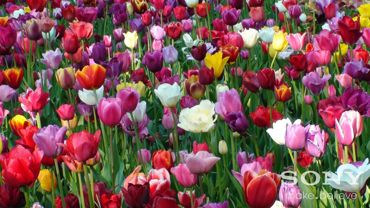 Tulips