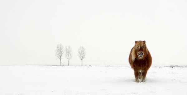 130395277435902500_GertVanDenBosch_Netherlands_Winner_Open_NatureWildlife_2014_600x305.jpg