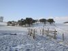 Snowy orchard