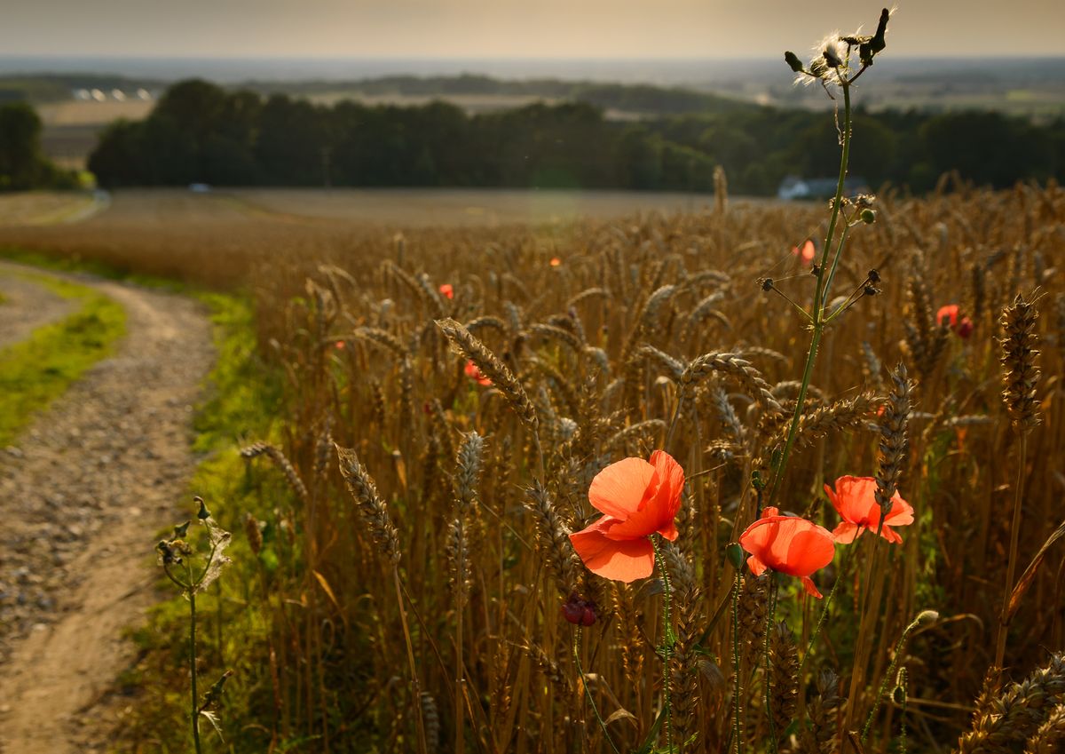 Poppy Evening in the Yorkshire Wolds