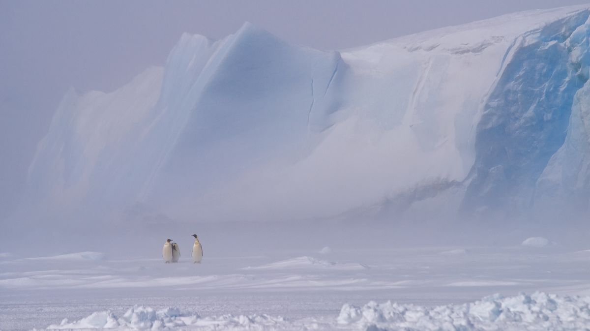 Emperor penguins stop for a rest in a blizzard, Snowhill Island, Antarctica