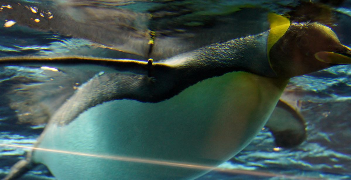 Penguin under water at park