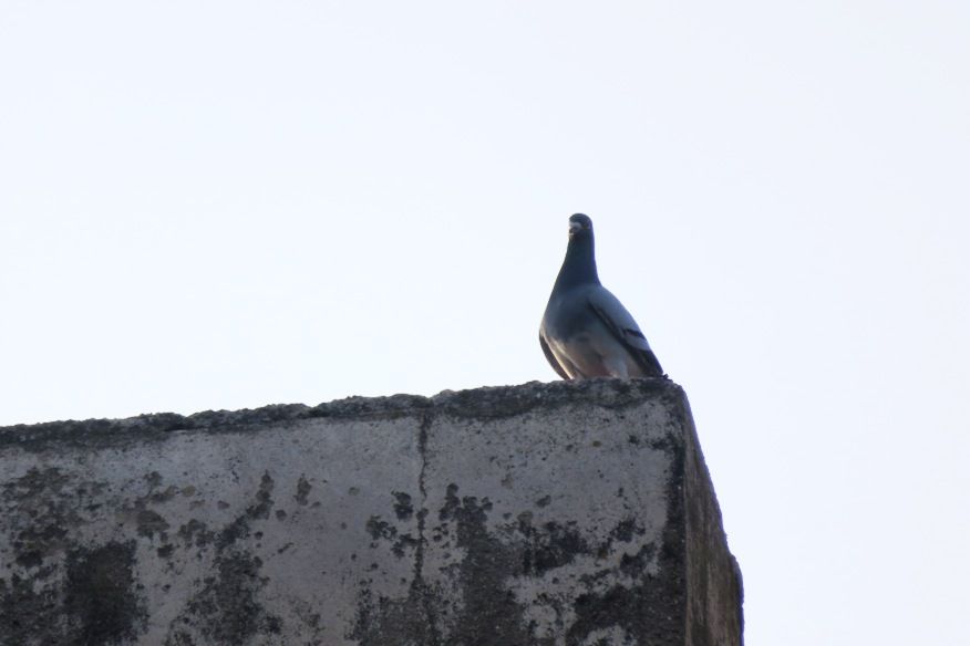 Portugal - a lonely dove at the Alvito Inn