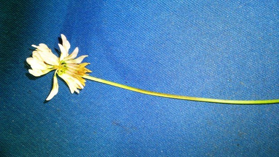 The first flower I received from my grandson