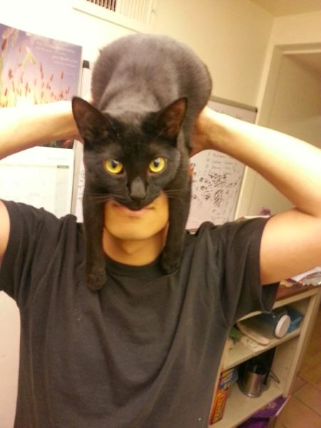 Catman.jpg