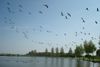 Birds over the former Zuiderzee