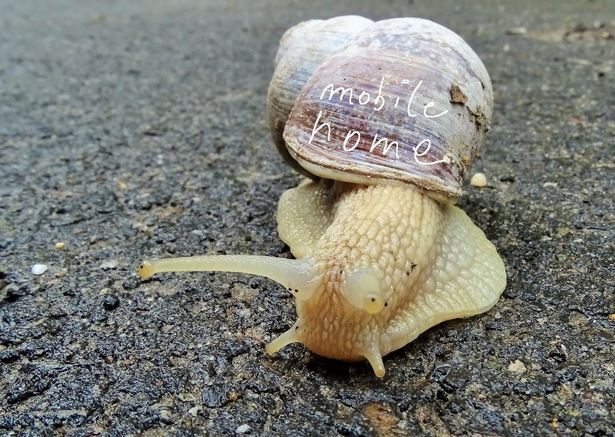 escargot en voyage