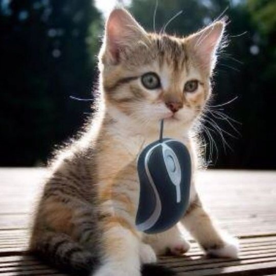 cat-with-mouse.jpg