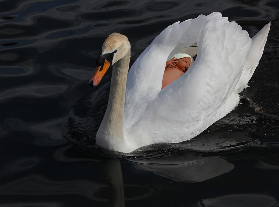 Swan taken at our local park,with my grandson added to photo. 