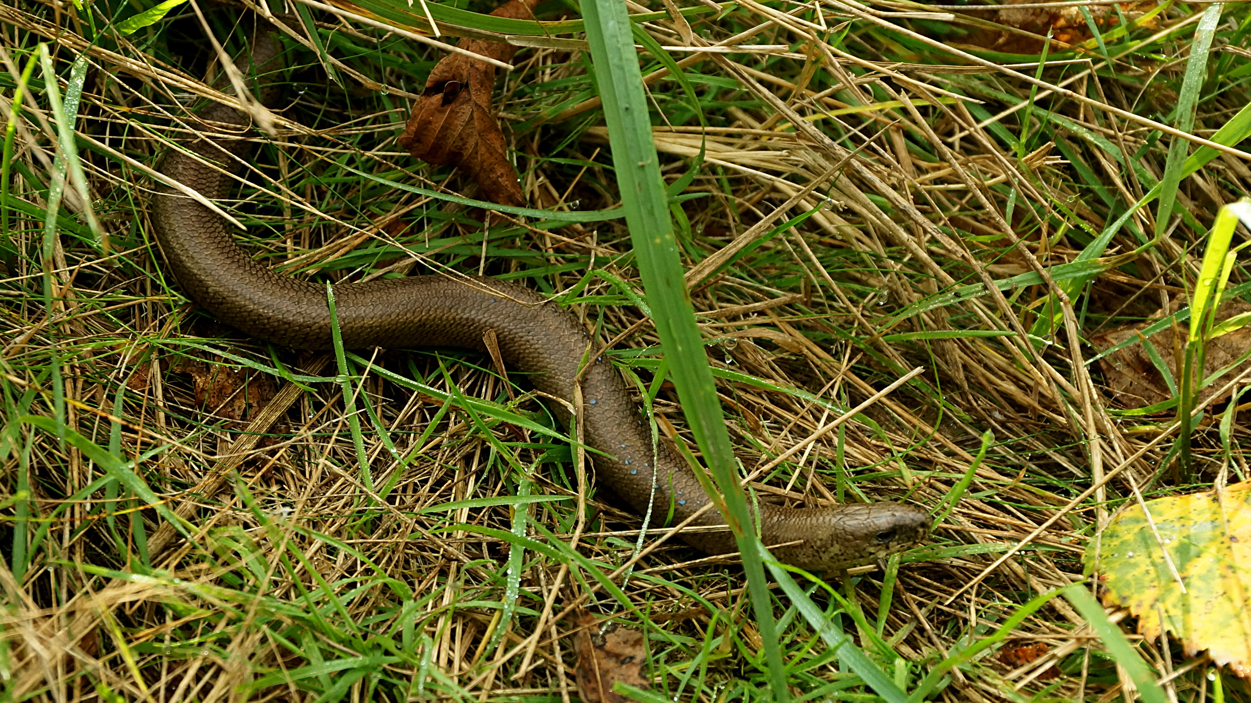 Puszcza Bolimowska