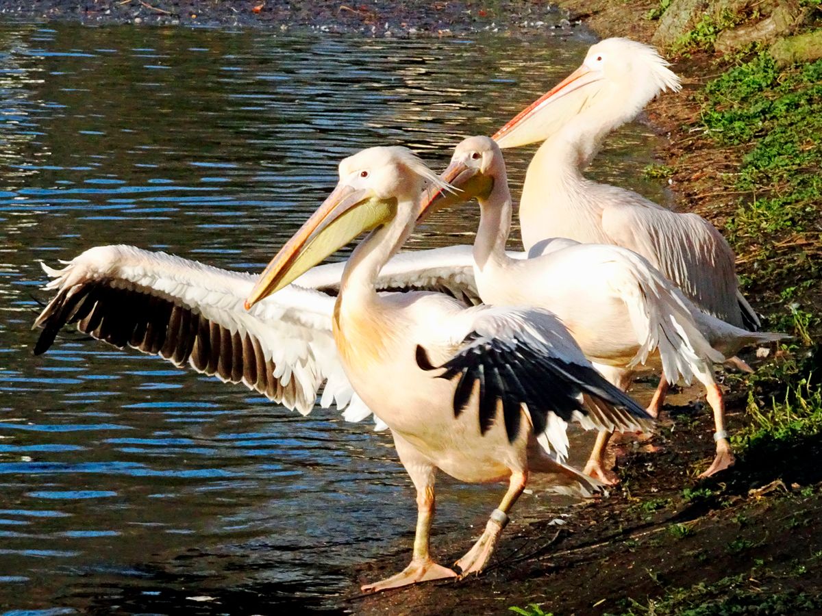 It's Beak Can Hold More, Than It's Belly Can ?