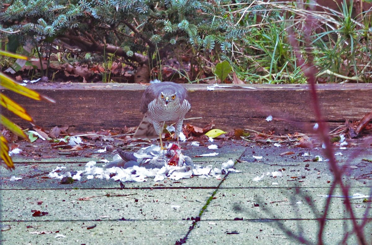 Hoe het bos ingeruild wordt voor je achtertuin. Sperwer heeft een duif gevangen in onze postzegel achtertuin (8x5 m2) en eet de duif op. In de winter jaagt deze sperwer altijd in onze woonwijk.