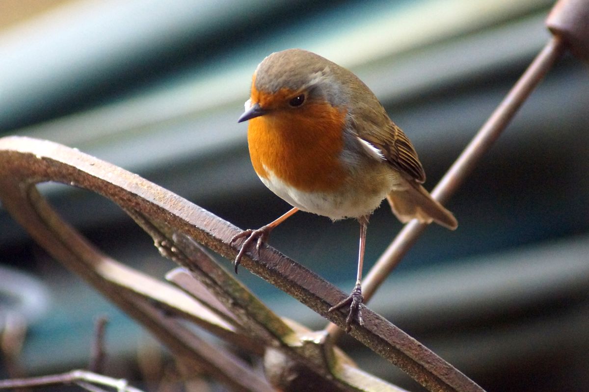 Robin on sundial