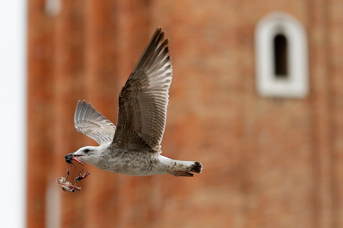 Flug über den Markusplatz ...