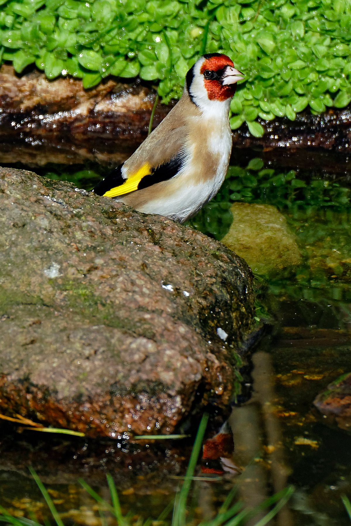 Der Stieglitz (Carduelis carduelis)