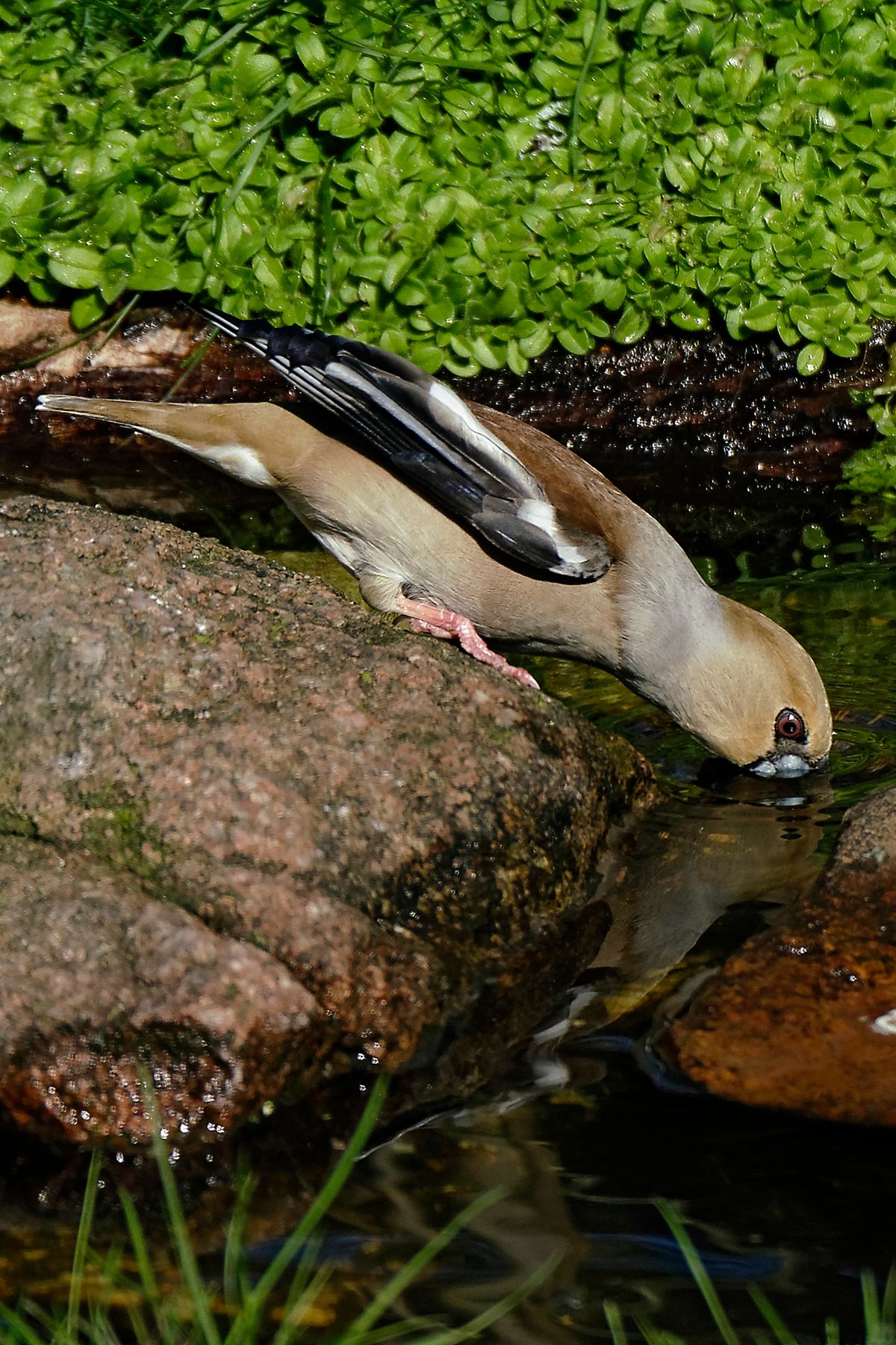 (Coccothraustes coccothraustes)