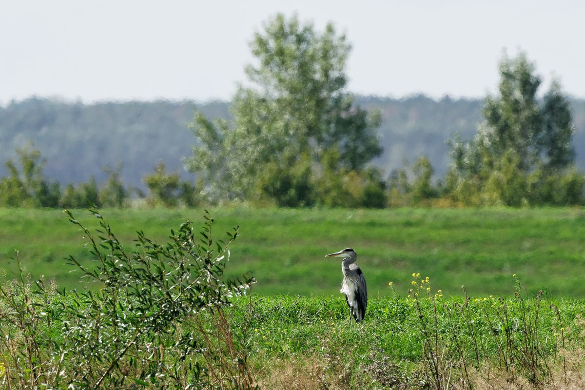 Graureiher (Ardea cinerea); ISO 250; 600 mm; F9; 1/640 s