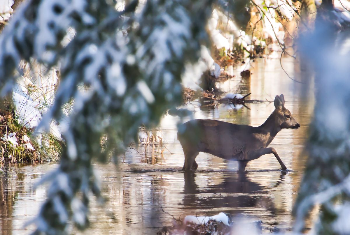 Reh wechselt über Bach im Wald