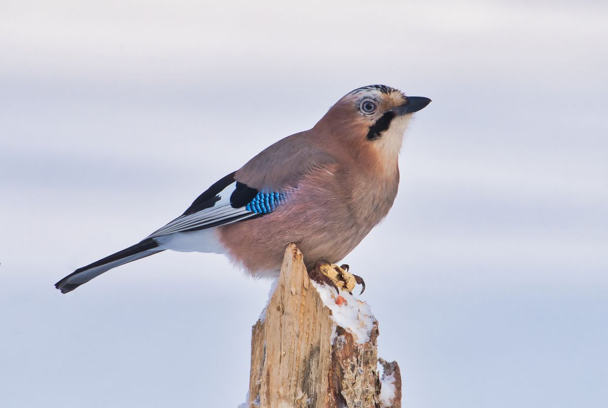 Eichelhäher im Schnee sucht Nahrung