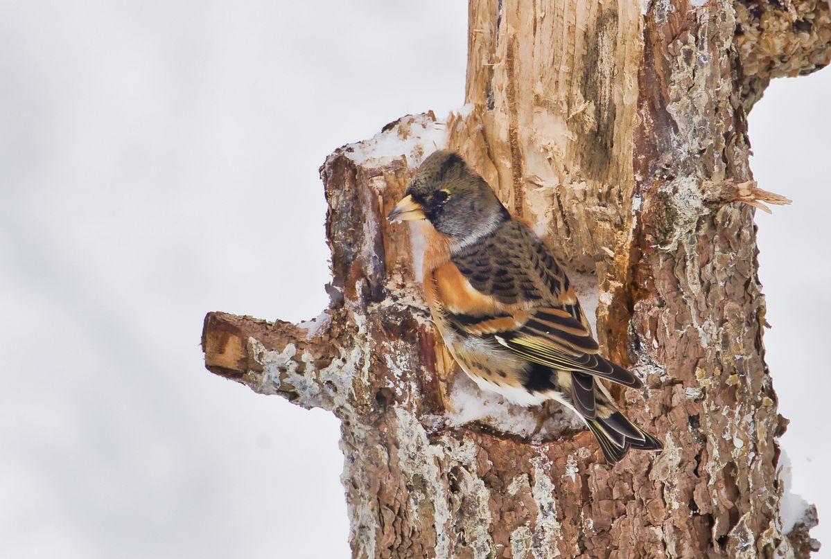 Berfink im winterlichen Umfeld auf Futtersuche