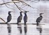 Kormorane an der winterlichen Oker