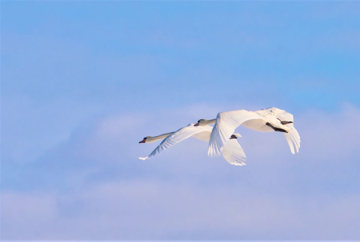 Schwäne an einem sonnigen Wintermorgen