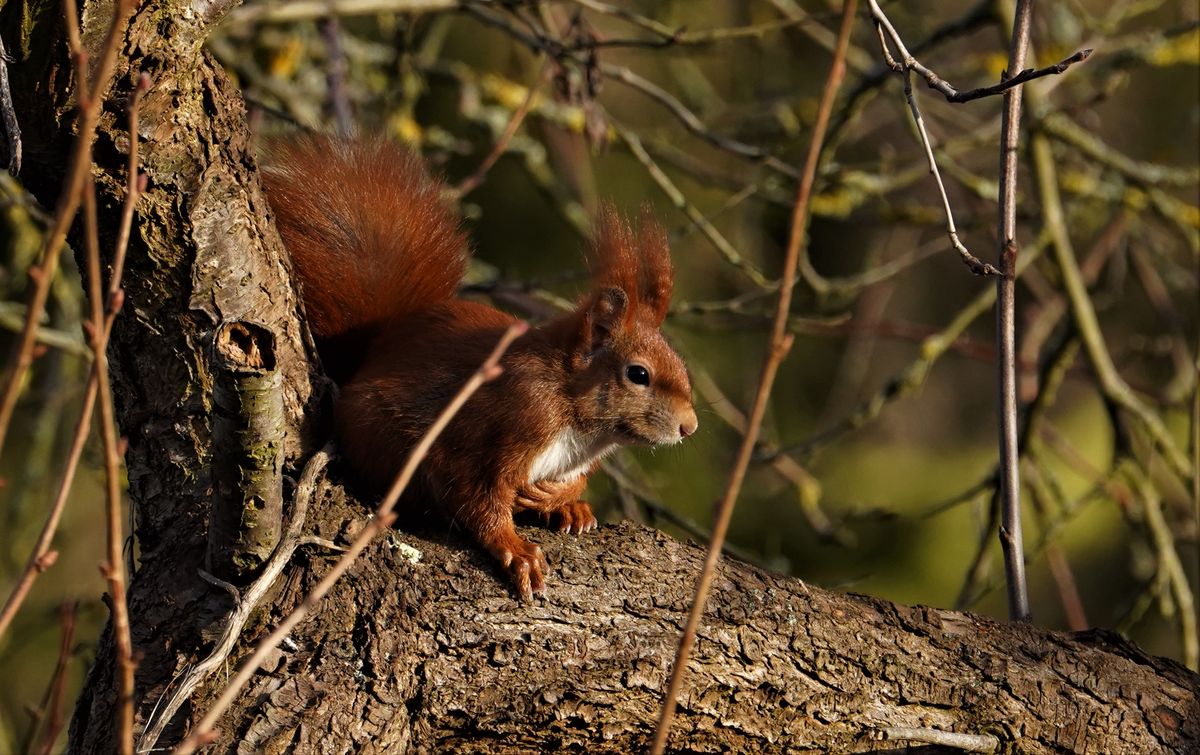 Das kleine Eichhörnhcen läßt es sich in der Morgensonne gut gehen