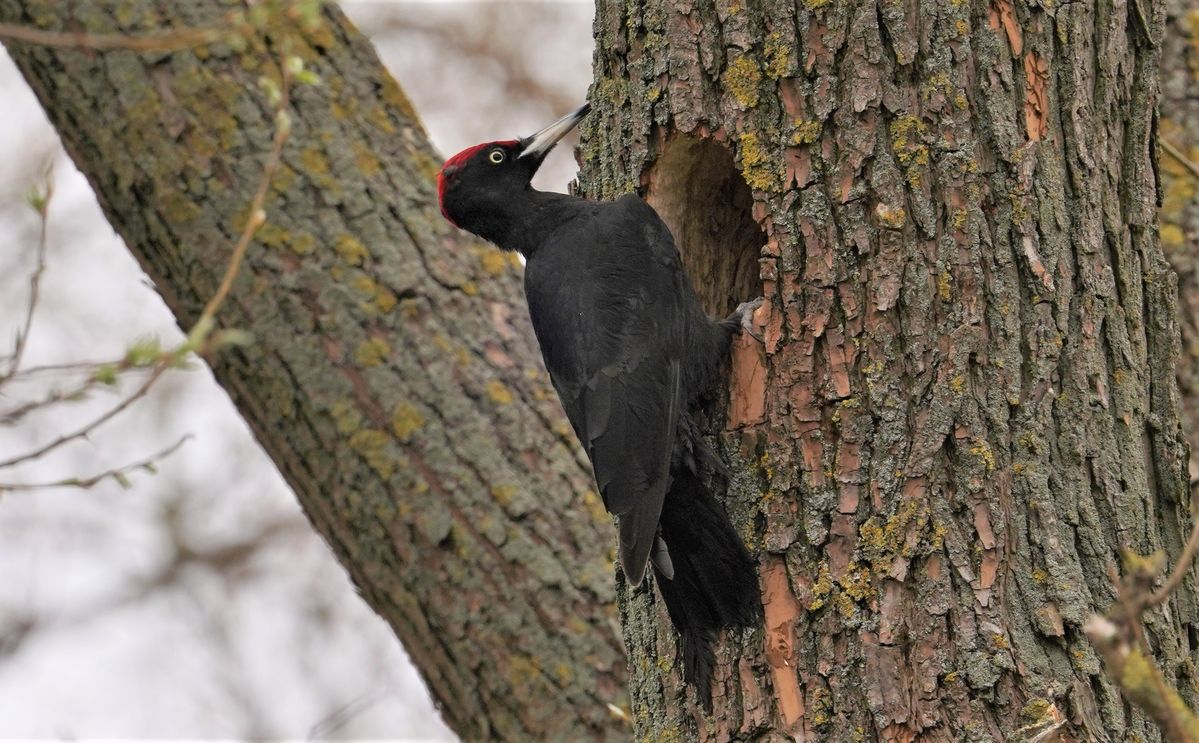 Schwarzspecht Männchen beim Ausbau einer Bruthöhle