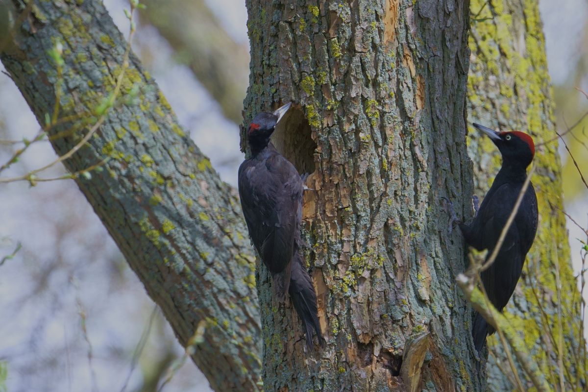 Frau und Herr Schwarzspecht