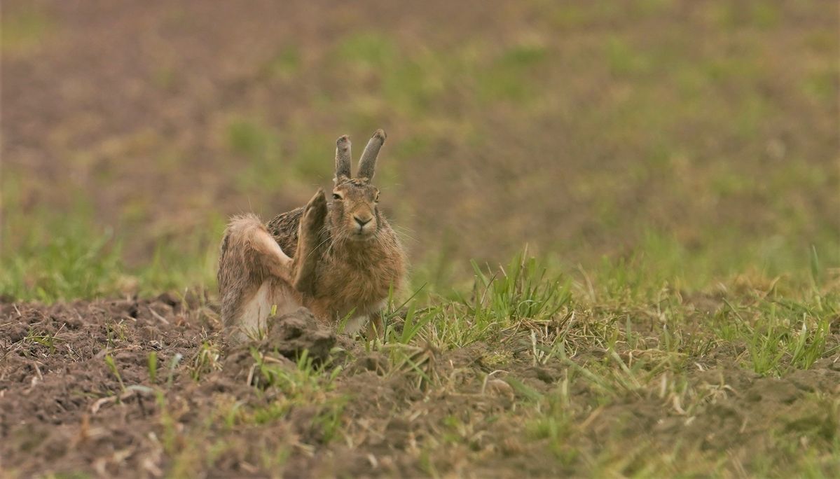 Immer dieser Zirkus mit den Flöhen
