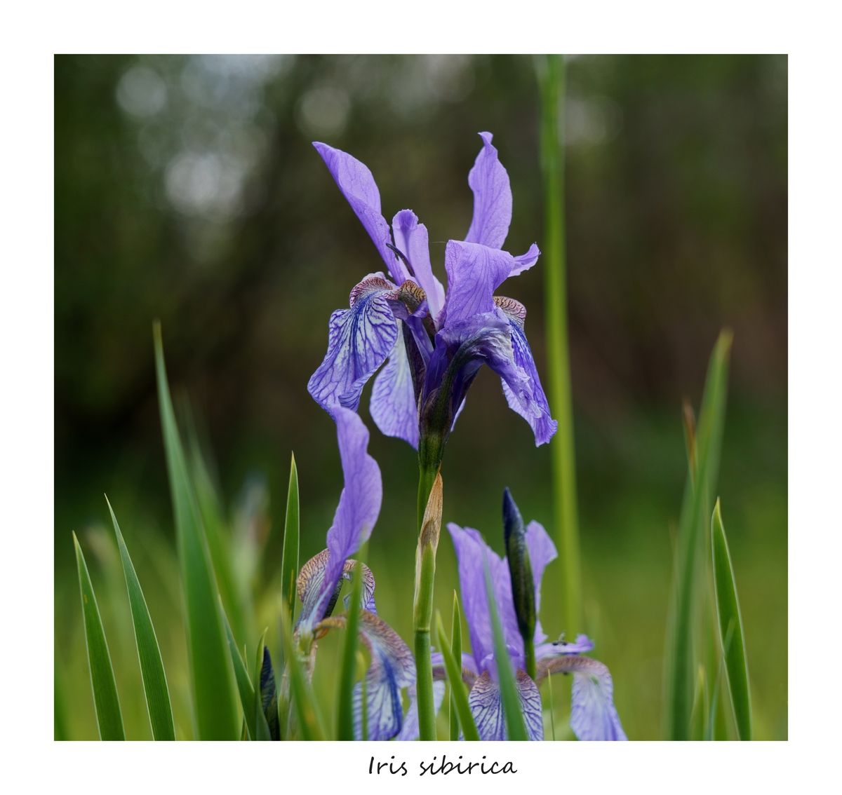 eine schöne Blume, die gelegentlich noch auf feuchten Wiesen, z.B. am Chiemsee zu finden ist
