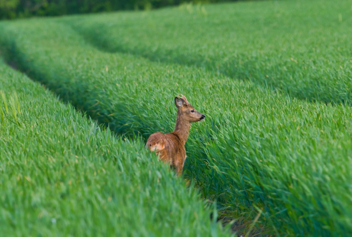 Rehbock im Meer aus Grün