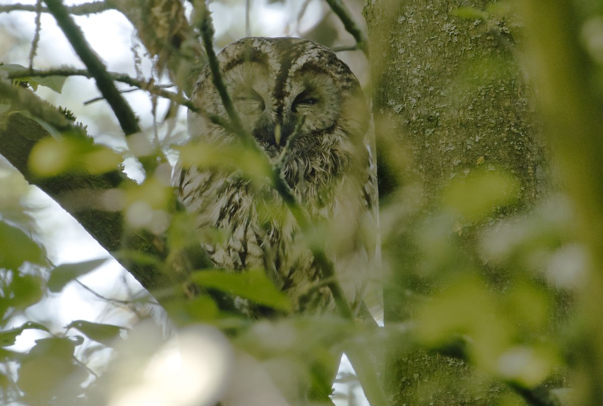 Waldkauz beim Chillen