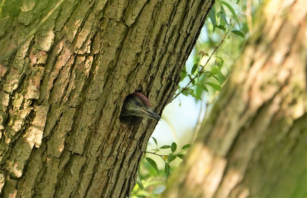 Neugierig schaut der kleine Grünspecht aus der Höhle