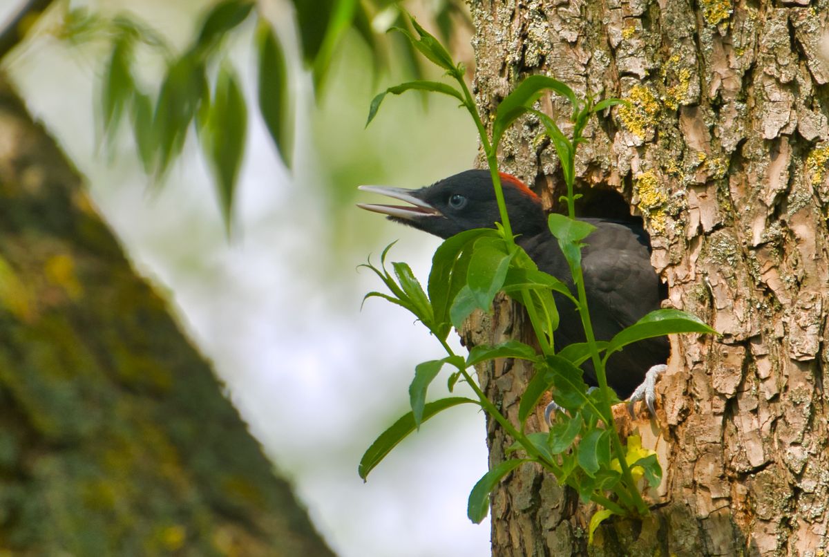 Jungspecht beim Erkunden seiner neuen Welt. Die Fütterung der Spechte: https://youtu.be/tY53d5MJsZ4