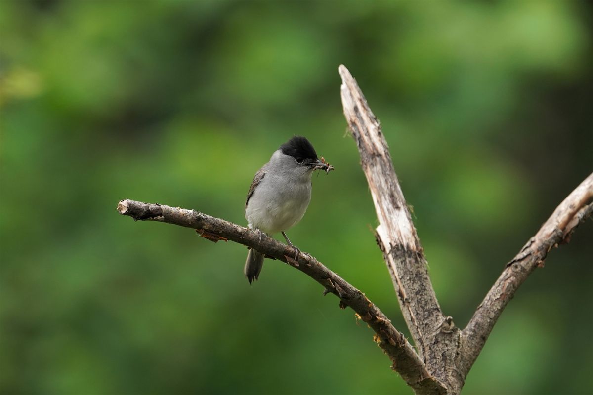 Unermüdlich sorgt das Mönchsgrasmücken-Männchen für Nachschub an Nahrung für den Nachwuchs