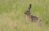 Der Feldhase