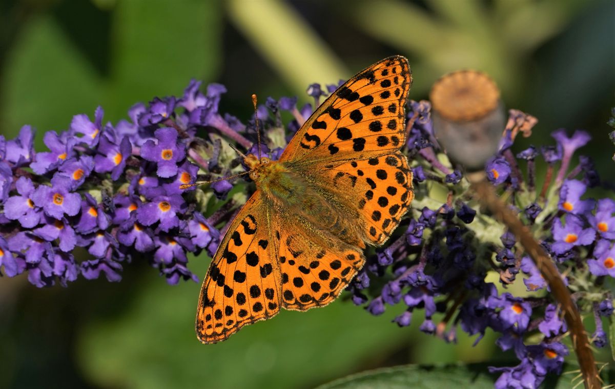 Kleiner Perlmuttfalter, Issoria lathonia