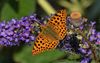 Kleiner Perlmuttfalter, Issoria lathonia