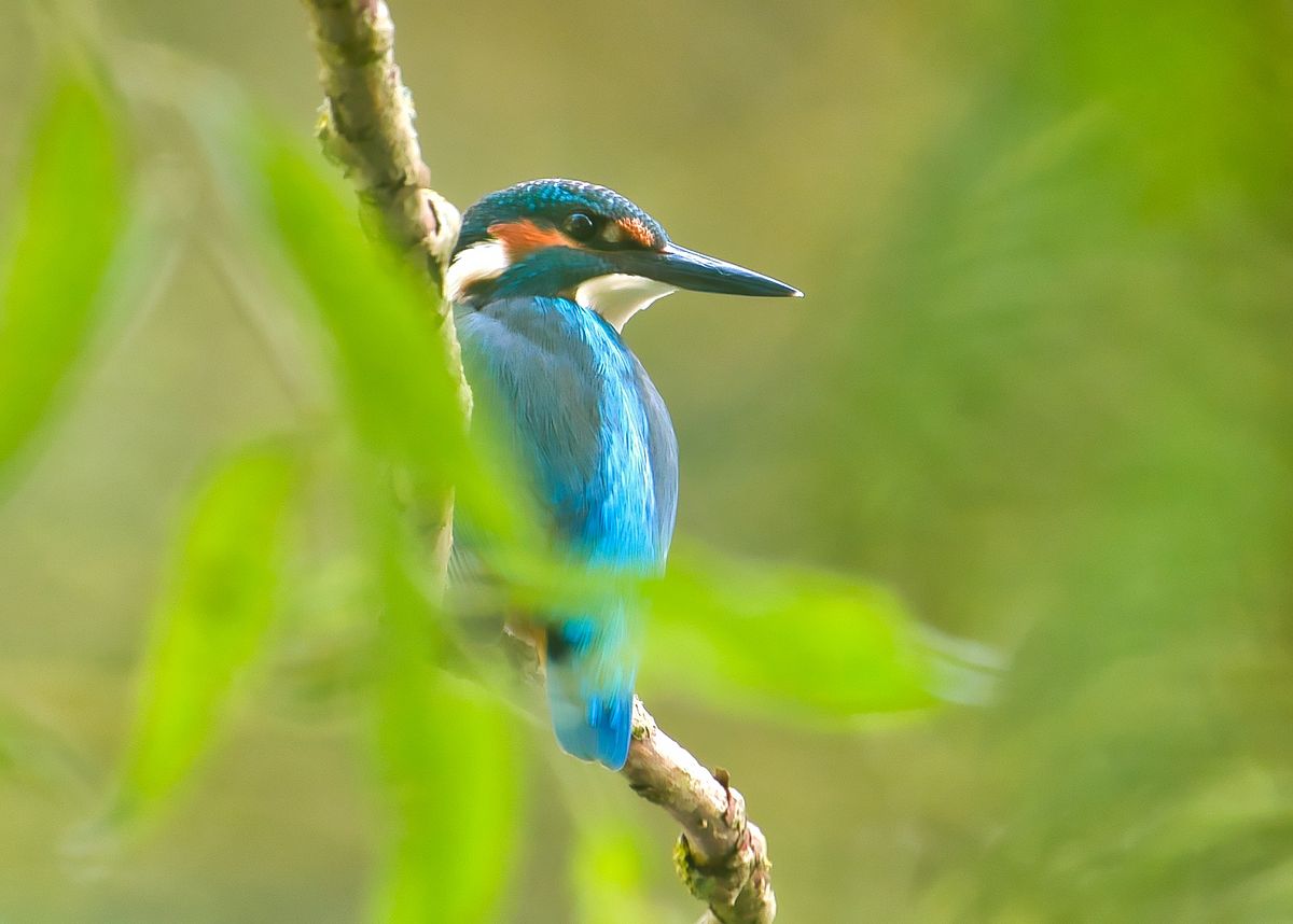 Eisvogel an der Oker